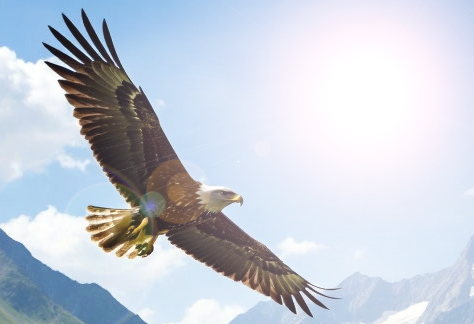 Глаз как у орла