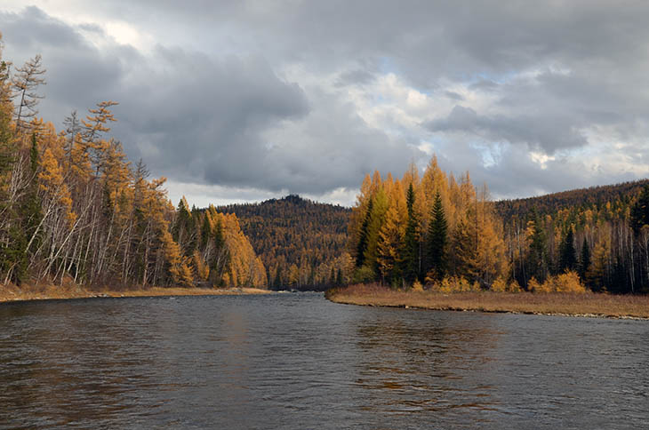 Фото байкальский кедр